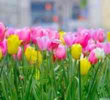 Jak a kdy zasadit tulipány na předměstí?
