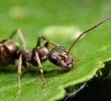 Jak se zbavit mravenců v zahradě. dobrá rada