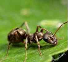 Jak se zbavit mravenců v zahradě? dobrá rada