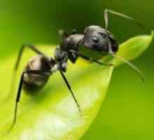 Jak se zbavit mravenců ze zahrady na místě rychle a trvale