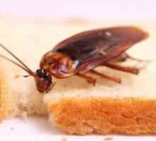 Jak se zbavit švábů jednou provždy? dobrá rada