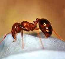 Jak k léčbě kousnutí mravenců