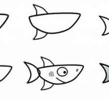 Как нарисовать акулу: мастер-классы для разных возрастов