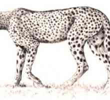 Как нарисовать гепарда? Изображаем сильного и быстрого зверя
