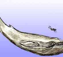 Как нарисовать кита в реалистичном и анимационном стилях