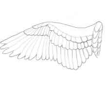 Как нарисовать крылья? Инструкция для начинающих