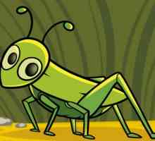 Jak k tomu kobylka - 2 procesní obraz hmyz