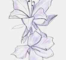 Как нарисовать орхидею? Изображаем воплощение простоты и изысканности