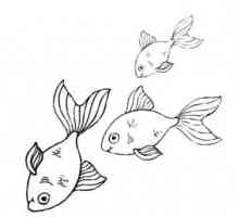 Как нарисовать рыбок? Несколько вариантов