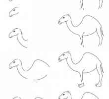 Как нарисовать верблюда красиво?