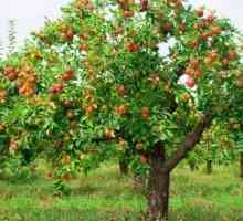 Jak snížit jablko na podzim: poradit od zkušených zahrádkářů