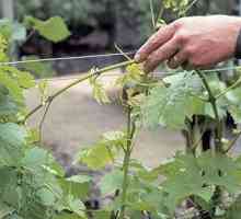 Как обрезать виноград осенью: инструкция и рекомендации