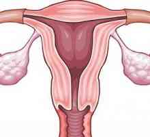 Jak určit vaši ovulace období?