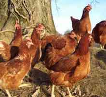 Как определить возраст курицы: возможные способы