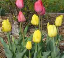 Jak zasadit tulipány na podzim, aby vychutnat krásu jara?