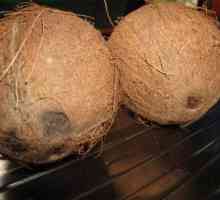 Jak otevřít kokos doma beze ztrát a s minimálním úsilím