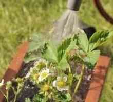 Как поливать клубнику во время цветения, чтобы добиться хорошего урожая