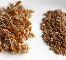Jak klíčit pšenice pro potravinářské snadno?