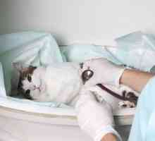 Jak je léčba urolitiázy u koček?