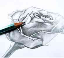 Как рисовать розу карандашом: поэтапное обучение