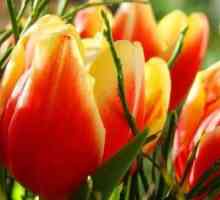 Jak správně zasadit tulipán: Doporučení