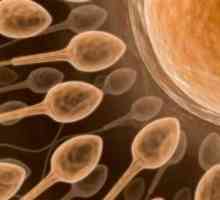 Jak darovat rozbor spermatu v „in vitro“? Jak se nechat vyšetřit - analýza…