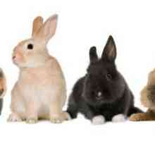 Jak pečovat o dekorační králíka? Dekorativní králík: Péče a údržba