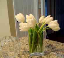 Jak pečovat o řezané tulipány doma?