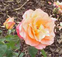 Jak kořen stonek růže? Jak pěstovat růže z řízků (foto)