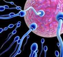 Jak zlepšit spermií a zvýšit šance na těhotenství