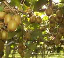 Jak pěstovat kiwi v domácnosti? množení osiva