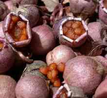Jak pěstovat brambořík ze semen: Tajemství úspěchu