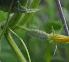 Jak pěstovat dobré okurky „sibiřský věnec f1“. recenze zahradníky