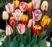 Jak pěstovat tulipány doma: tipy zkušení zahradníci