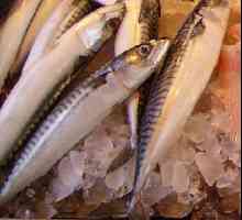 Jak naložit čerstvé zmrazené makrela rychlé a chutné