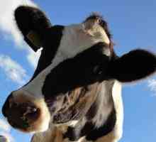 Какие бывают породы коров? Сколько стоит корова?