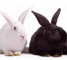 Какие бывают породы кроликов? Особенности крупных пород: уход и содержание дома