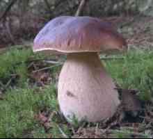 Co houby jsou na vlastnosti a charakteristiky