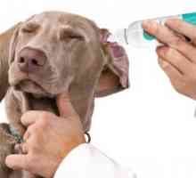 Co se ušní kapky pro psy se používá pro zánět středního ucha a jiných chorob