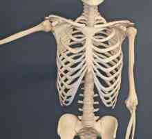 Co kostí se tvoří hrudník? Kosti lidského hrudníku
