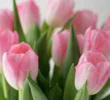 Jaké podmínky musí mít dlouho stáli tulipány čerstvé?