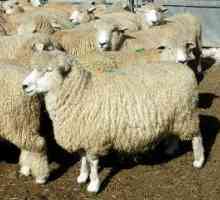 Co ovce masných plemen vyšlechtěn v Rusku