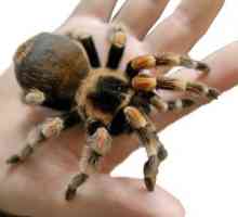 Какой образ жизни ведет самый большой паук в мире
