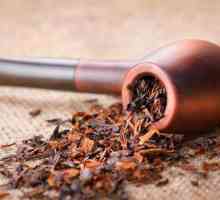 Co dýmek vybrat? Je to možné pěstovat tabák pro trubky v domácnosti?