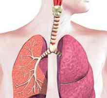 Jaký je význam dýchací soustavy? Jejich vlastnosti a funkce