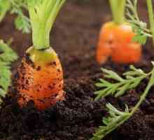 Какую почву любит морковь? Почва для моркови и свеклы, лука и укропа