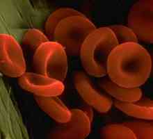 Jaká je role v těle arteriální krve?