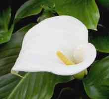 Calla (květina). současná hodnota