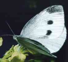 Капустная белянка (pieris brassicae). Бабочки