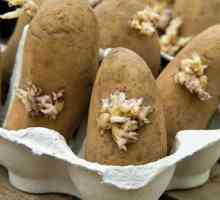 Картофель: выращивание и уход на дачном участке
